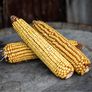 Green Field, Corn Seed - 1 Pound thumbnail number null